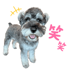 [LINEスタンプ] ミニチュアシュナウザーあんこのスタンプ