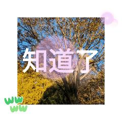 [LINEスタンプ] きれいに撮れた！紅葉のあいさつ 台湾語