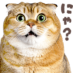 [LINEスタンプ] デブ猫の逆襲★猫語にゃんとも！リアル猫