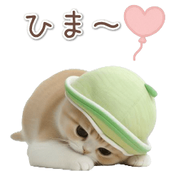 [LINEスタンプ] 動く！スコティッシュ猫 かわいいメロン帽