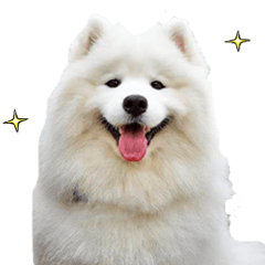[LINEスタンプ] リアル☆サモエド