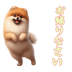 [LINEスタンプ] [お帰りなさい専用]ポメラニアン