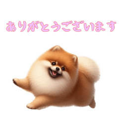 [LINEスタンプ] [ありがとうございます専用]ポメラニアン