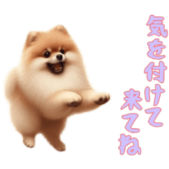 [LINEスタンプ] [気を付けて来てね専用]ポメラニアン