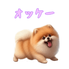 [LINEスタンプ] [オッケー専用]ポメラニアン