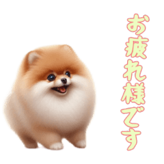 [LINEスタンプ] [お疲れ様です専用]ポメラニアン