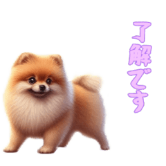 [LINEスタンプ] [了解です専用]ポメラニアン