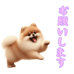 [LINEスタンプ] [お願いします専用]ポメラニアン