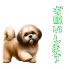 [LINEスタンプ] [お願いします専用]ラサアプソ