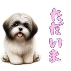 [LINEスタンプ] [ただいま専用]ラサアプソ