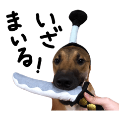 [LINEスタンプ] 雑種犬 キューブ の お侍 スタンプ