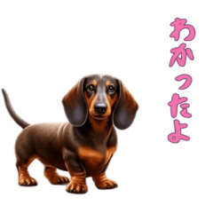 [LINEスタンプ] ダックスフンドと一緒の日常2