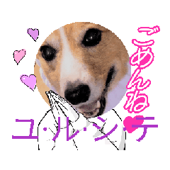 [LINEスタンプ] コーギー犬*ハニさん*ちょっぴりシュール編