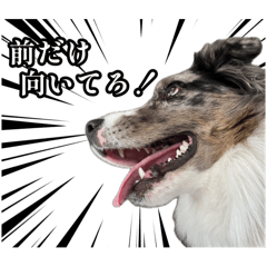 [LINEスタンプ] ボーダーコリーのうぃる