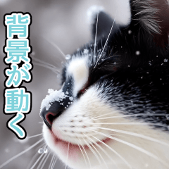 [LINEスタンプ] 背景が動く★冬を感じるハチワレ猫_挨拶