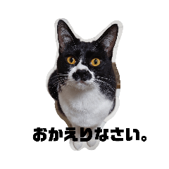 [LINEスタンプ] はちわれちょび髭ねこ こまめ その2