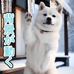 [LINEスタンプ] 背景が動く★冬を感じる白柴_挨拶