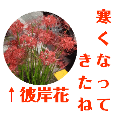[LINEスタンプ] 冬に向かって彼岸花スタンプ