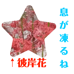 [LINEスタンプ] 冬に向かって彼岸花スタンプ1