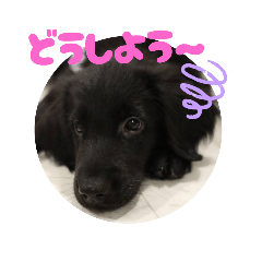 [LINEスタンプ] フラットコーテッドなの