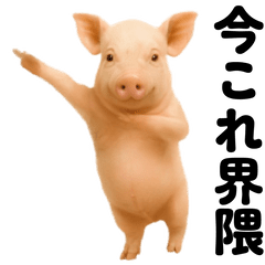 [LINEスタンプ] 踊る！今これブタ