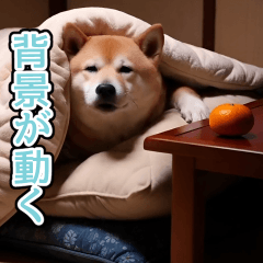 [LINEスタンプ] 背景が動く★冬を感じる柴犬_挨拶