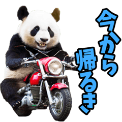 [LINEスタンプ] 高知・土佐弁☆パンダ