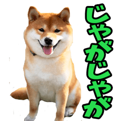 [LINEスタンプ] 宮崎弁☆柴犬