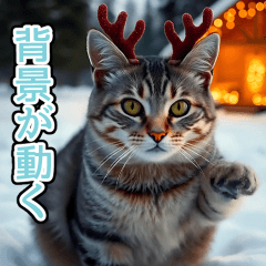 [LINEスタンプ] 背景が動く★冬を感じるアメショー_挨拶