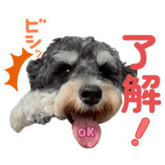 [LINEスタンプ] シュナウザーでん六