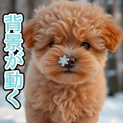 [LINEスタンプ] 背景が動く★冬を感じるトイプードル_挨拶