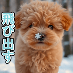 [LINEスタンプ] 飛び出す★冬を感じるトイプードル_挨拶