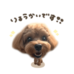 [LINEスタンプ] ぷぅくん☆2mix