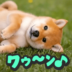 [LINEスタンプ] 飛び出す★リアル犬にズームイン！