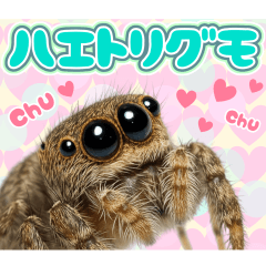 [LINEスタンプ] ハエトリグモとハロウィンの夜に。