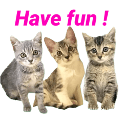 [LINEスタンプ] テヌレオポン英語スタンプ