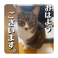 [LINEスタンプ] 可愛い猫達のLINEスタンプ。