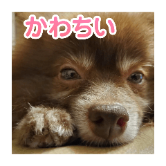 [LINEスタンプ] ポメラニアンのカイ君
