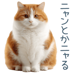 [LINEスタンプ] 毎日使えるいろいろ実写猫【挨拶・連絡】
