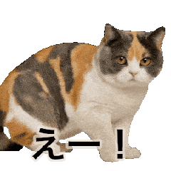 [LINEスタンプ] 激しく踊る！猫（犬もいる）