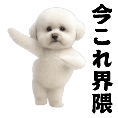 [LINEスタンプ] 飛び出す！今コレ界隈ビションフリーゼ