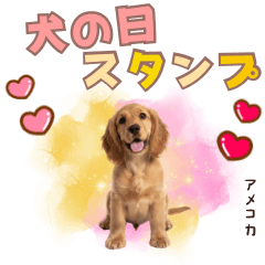 [LINEスタンプ] ふわふわアメコカ♡毎日スタンプ