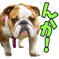 [LINEスタンプ] 秋田弁☆わんこ