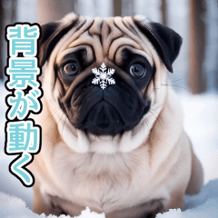 [LINEスタンプ] 背景が動く★冬を感じるパグ犬_挨拶