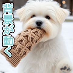 [LINEスタンプ] 背景が動く★冬を感じるマルチーズ_挨拶