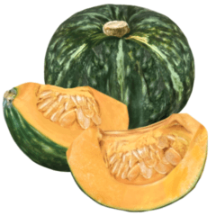 [LINEスタンプ] 国産かぼちゃ【文字なし】