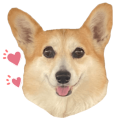 [LINEスタンプ] かわいいコーギーのスタンプだよ