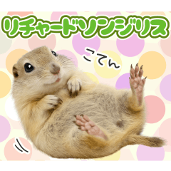 [LINEスタンプ] リチャードソンジリスのゆる～い日常