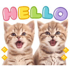 [LINEスタンプ] 大好き♡にゃんこ