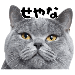 [LINEスタンプ] 会話に使える♪うごく猫の顔アップ♪